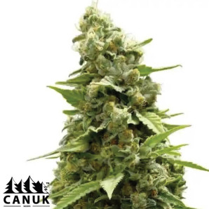 2046 Fast Version Feminized Seeds - ELITE STRAIN