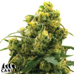 24K Gold Feminized Seeds - ELITE STRAIN