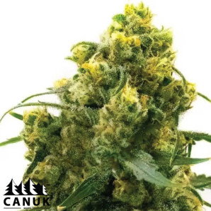 24K Gold Autoflowering Feminized Seeds - ELITE STRAIN