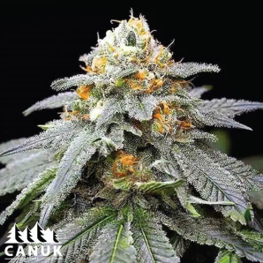 3 Kings Feminized Seeds - ELITE STRAIN