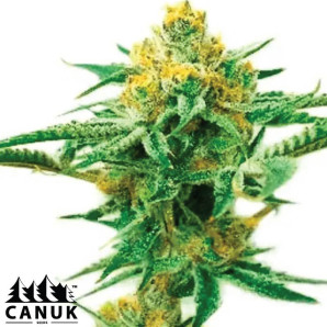 5 Alive Feminized Seeds - ELITE STRAIN