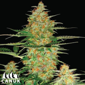 60 Day Wonder Feminized Seeds - ELITE STRAIN