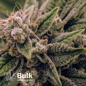 Acapulco Gold Feminized Seeds (Bulk Seeds) - ELITE STRAIN