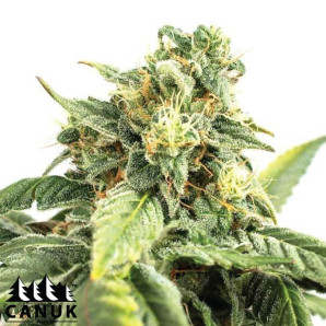 Acid Diesel Feminized Seeds - ELITE STRAIN