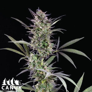 Afghan Autoflowering Feminized Seeds - ELITE STRAIN