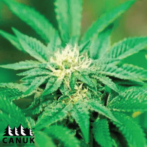 Afghan Hawaiian X Laos X Jamaican Feminized Seeds - ELITE STRAIN