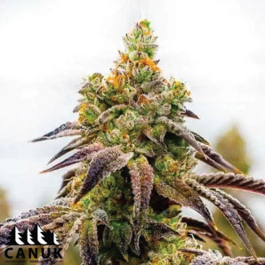 Afghan X Black Domina Autoflowering Feminized Seeds - ELITE STRAIN