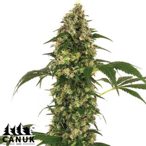 Afghan X Haze Feminized Seeds - ELITE STRAIN