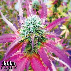 African X Princess 88 Feminized Seeds - ELITE STRAIN