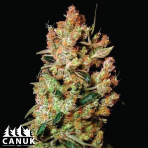 Agent Orange Feminized Seeds - ELITE STRAIN