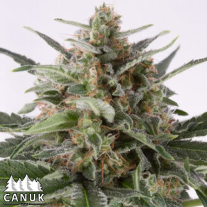 AK x Critical Mass Autoflowering Feminized Seeds - ELITE STRAIN