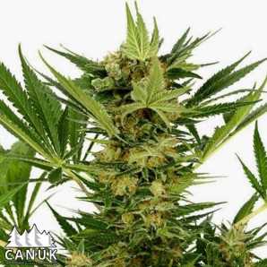AK Fast Feminized Seeds