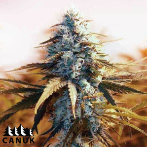 AK 48 Feminized Seeds - ELITE STRAIN