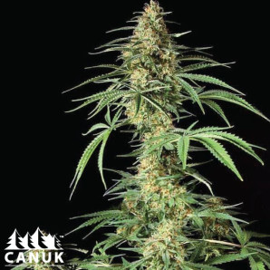 AK 59 Feminized Seeds - ELITE STRAIN