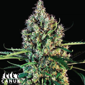 AK 59 Autoflowering Feminized Seeds - ELITE STRAIN