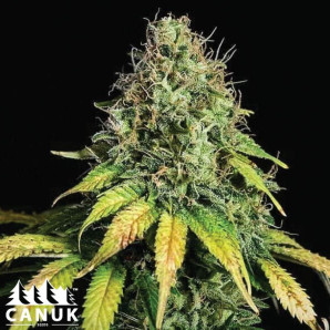 AK X Somango Autoflowering Feminized Seeds - ELITE STRAIN