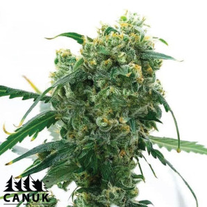 AK X White Widow Autoflowering Feminized Seeds - ELITE STRAIN