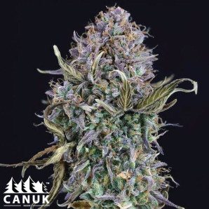 Alaskan Purple Feminized Seeds - ELITE STRAIN