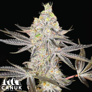 Alien Cookies X Kush Mints Feminized Seeds - ELITE STRAIN