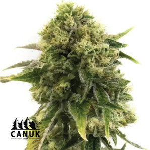 Alien Glue Feminized Seeds