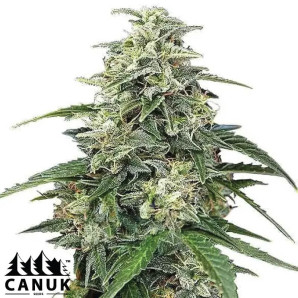 Alien OG Fast Version Feminized Seeds - ELITE STRAIN