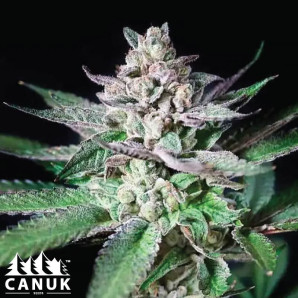 Alien Rock Candy Feminized Seeds - ELITE STRAIN