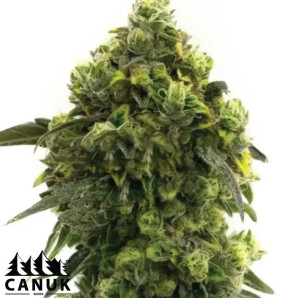 Alien Technology Fast Version Feminized Seeds - ELITE STRAIN