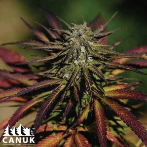 Alien Technology X Do-Si-Dos Feminized Seeds - ELITE STRAIN