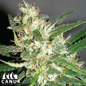 Amnesia Haze Feminized Seeds - ELITE STRAIN