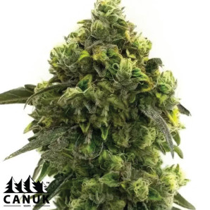 Amnesia Blue Headband Feminized Seeds - ELITE STRAIN