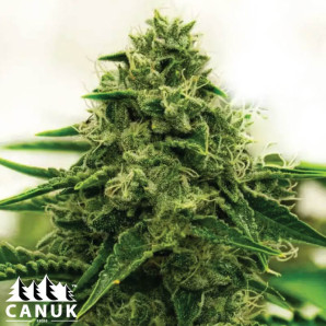 Amnesia F1 Feminized Seeds - ELITE STRAIN