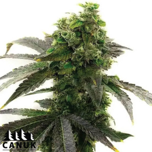 Amnesia Fast Version Feminized Seeds - ELITE STRAIN