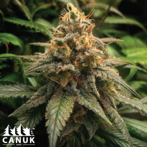 Amnesia Hypro Feminized Seeds - ELITE STRAIN