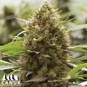 Amnesia Kush Regular Seeds - ELITE STRAIN