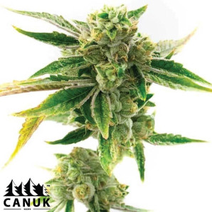 Amnesia Lemon Cake Bm Regular Seeds - ELITE STRAIN