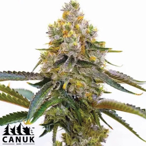 Amnesia Purple Feminized Seeds - ELITE STRAIN