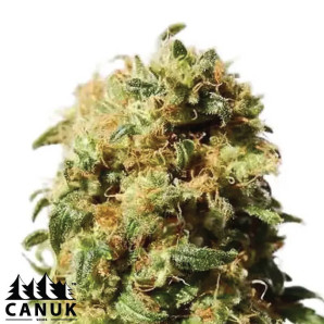 Amnesia X AK 47 Feminized Seeds - ELITE STRAIN