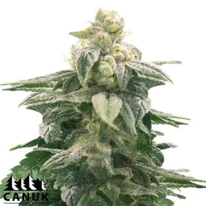 Amnesia X Nicole Kush Feminized Seeds - ELITE STRAIN