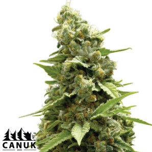 Amnesia X Kali Mist Feminized Seeds - ELITE STRAIN