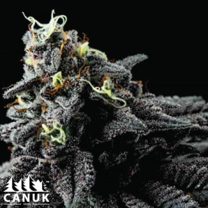 Animal Mints Feminized Seeds - ELITE STRAIN