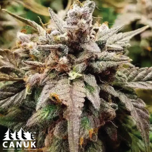 Apple Fritter Fast Version Feminized Seeds - ELITE STRAIN