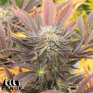 Asian Dream Feminized Seeds - ELITE STRAIN