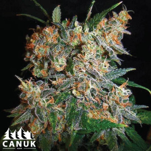 Aurora Indica Feminized Seeds - ELITE STRAIN