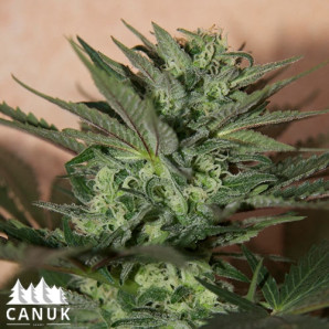 Great White Shark Auto Feminized Seeds - CLEARANCE