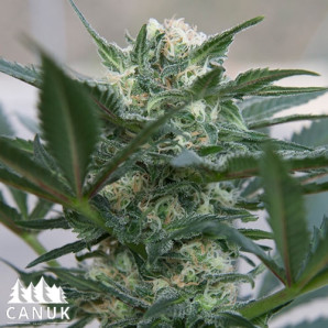 Hindu Kush Auto Feminized Seeds - CLEARANCE