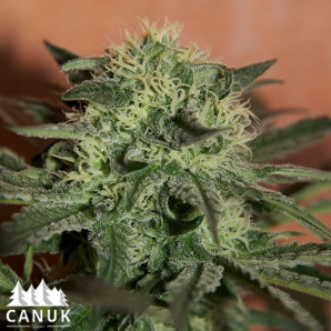 Lemon Skunk Auto Feminized Seeds