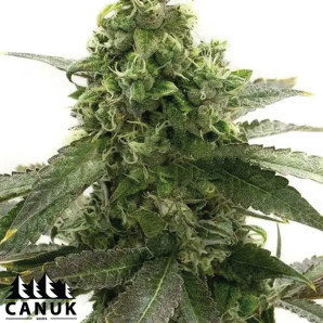 Badazz Cheese Feminized Seeds - ELITE STRAIN