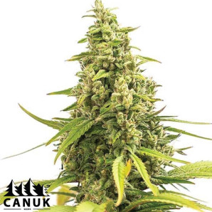 Banana Split Feminized Seeds - ELITE STRAIN