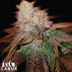 BC God Bud Regular Seeds - ELITE STRAIN