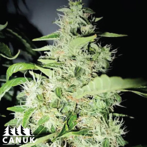 Big Bud Feminized Seeds - ELITE STRAIN